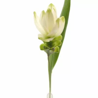 Kurkuma SNOW WHITE 65cm