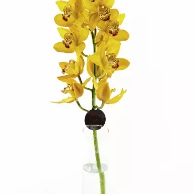 Orchidea CHARLY BROWN 50 cm