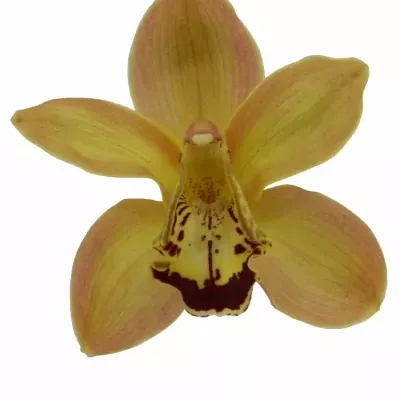 Orchidea CHARLY BROWN 50 cm