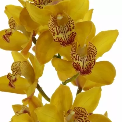 Orchidea CHARLY BROWN 50 cm