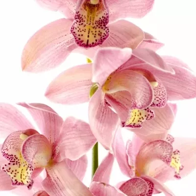 Orchidej T FLORIPINK FELLINE 50cm
