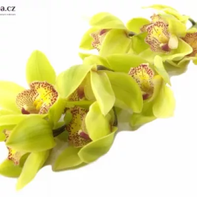 Orchidea HONEY GREEN MELISSA 50cm