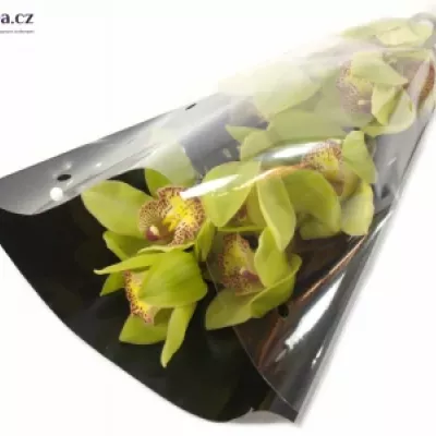 Orchidea HONEY GREEN MELISSA 50cm