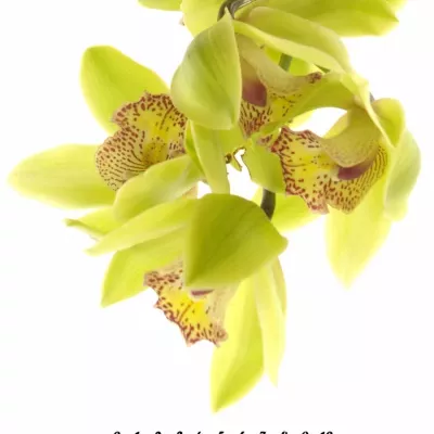 Orchidea HONEY GREEN MELISSA 50cm