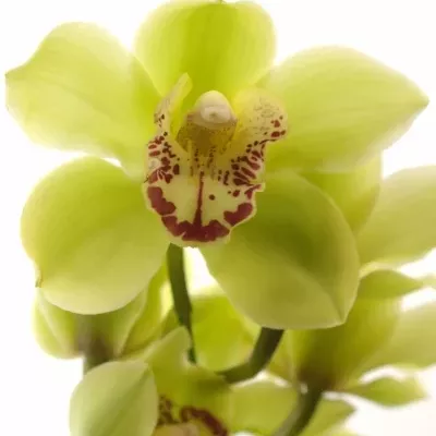 Orchidej MINI NICOLE 60cm