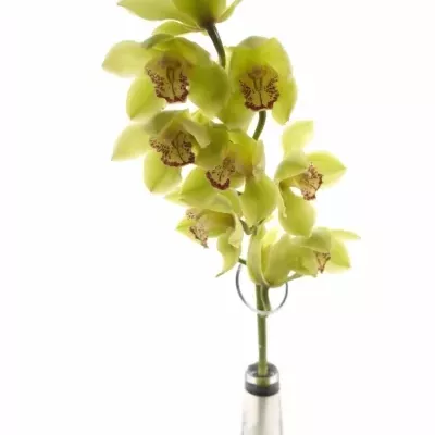 Orchidea MI NICOLE 50cm