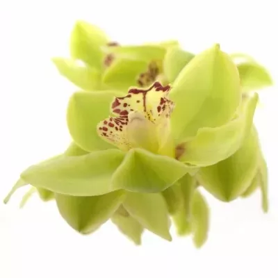 Orchidea MI NICOLE 50cm