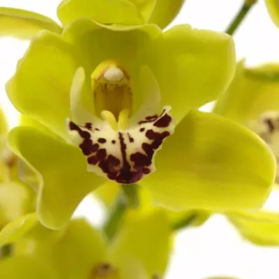 CYMBIDIUM MINI GREEN PERFECT