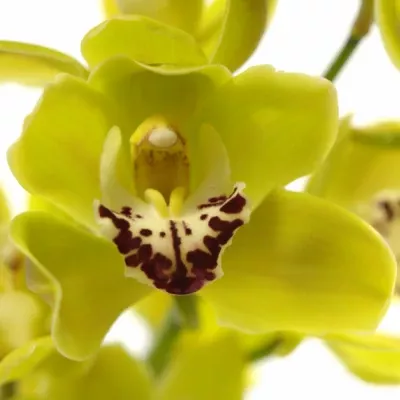 Orchidej MINI K A GREEN PERFECTION 50cm