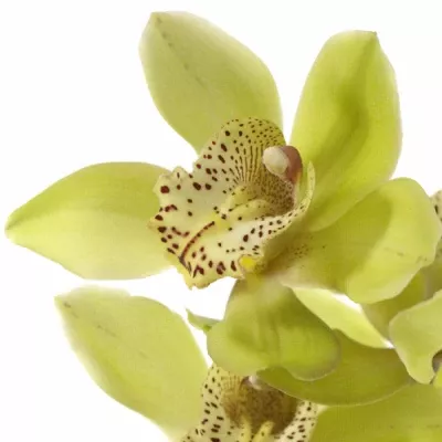 Orchidej T BALTIC HONNEY BONNY 80cm