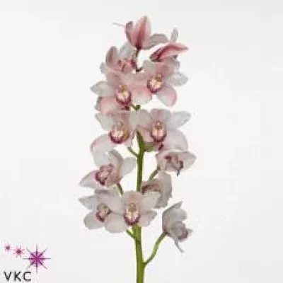 Orchidej T CANDY KING JANE 80cm