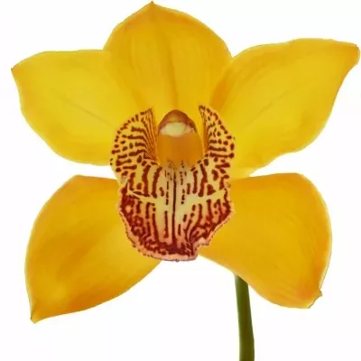 Orchidej T YELLOW RIVER ESTHER 60cm
