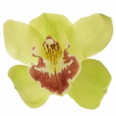 Orchidej T FIONA 100cm