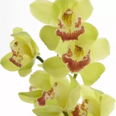 Cymbidium T FIONA 60cm