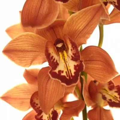 Orchidej T PRINCESS FREDERICKA 60cm