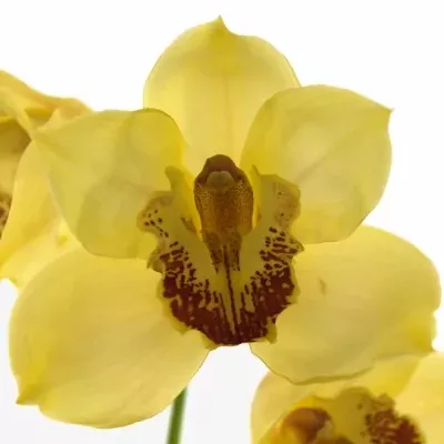Orchidea T GOLDEN FLEECE 50cm