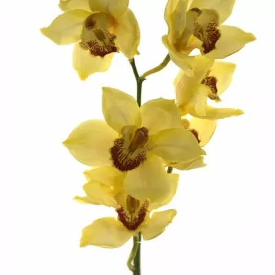 CYMBIDIUM T GOLDEN FLEECE