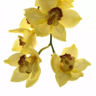 CYMBIDIUM T GOLDEN FLEECE