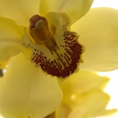 CYMBIDIUM T GOLDEN FLEECE