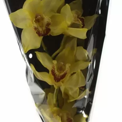 CYMBIDIUM T GOLDEN FLEECE