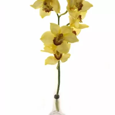 CYMBIDIUM T GOLDEN FLEECE