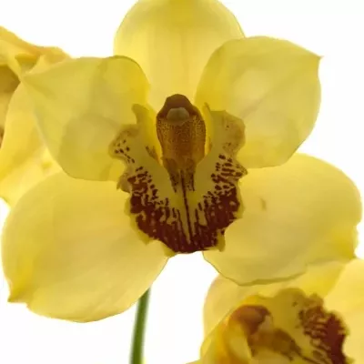 CYMBIDIUM T GOLDEN FLEECE