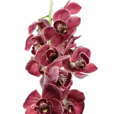 Cymbidium T HADES 60cm