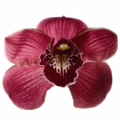 Cymbidium T HADES 60cm