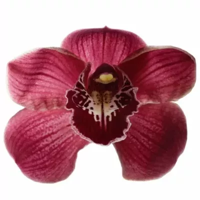 Orchidej T BLAZING FURY HADES 50cm