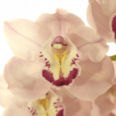 Orchidea T MAGIC KIWI SUE 60cm