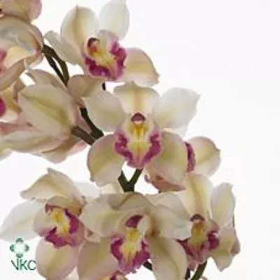 Orchidej T LISA 80cm