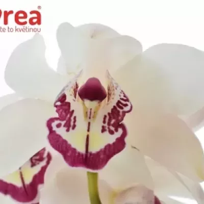 Orchidej T MON AMOUR 60cm