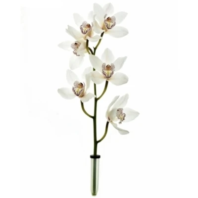 Cymbidium T MRS SUGAR LEE