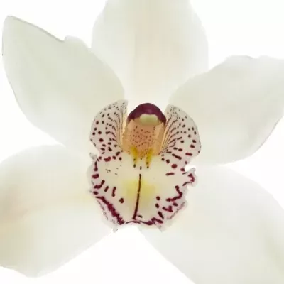 Orchidej T MRS. SUGAR LEE 50cm