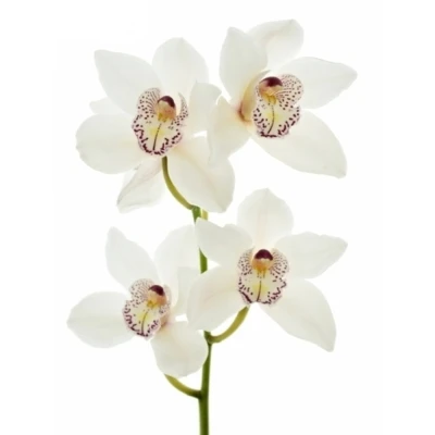 Orchidej T MRS. SUGAR LEE 60cm
