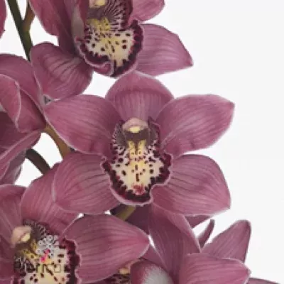 Orchidej T ROSE BEAUTY PINKPOP 60cm