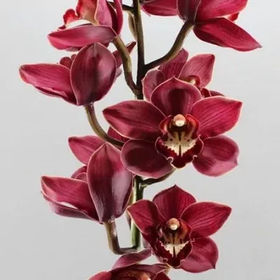 Orchidej T PRIWINE 50cm