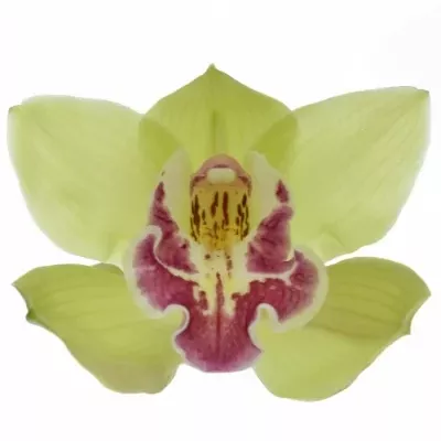 Orchidej T ROSALINE 100cm