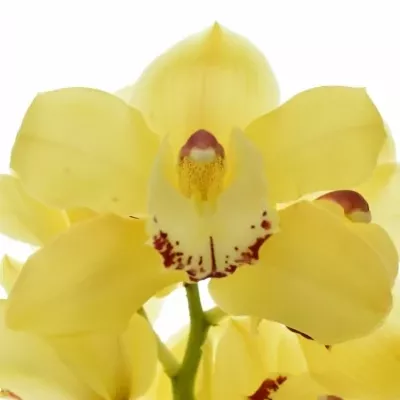 Orchidej T TRACEYGUARD SUSAN 60cm