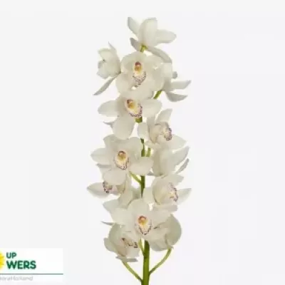 Orchidej T WHITE STREAK 50cm