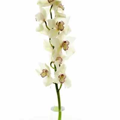 Orchidej MRS. WHITE CRYSTAL 60cm