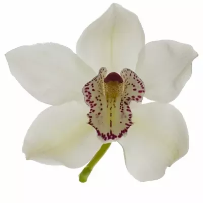 Orchidea MRS. WHITE CRYSTAL 60cm