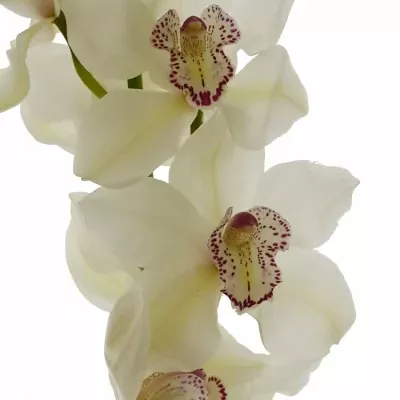 Orchidej MRS. WHITE CRYSTAL 60cm