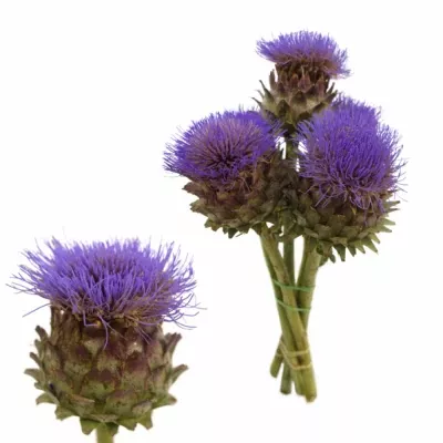 Artyčok CYNARA CARDUNCULUS BLUE 40cm