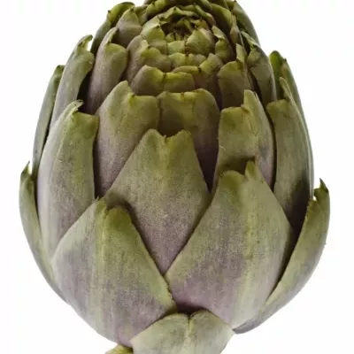 Artyčok SCOLYMUS 40 cm