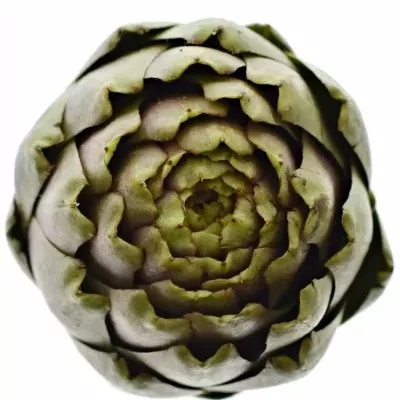 CYNARA SCOLYMUS 30cm