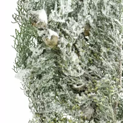 Cypřiš ARIZONICA SNOW 50cm