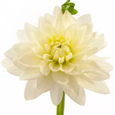 DAHLIA KARMA MAARTEN ZWAAN