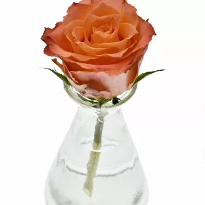 Dekorace na stůl 1 růže ALISCHIENNE 2019011002