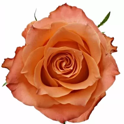 Dekorace na stůl 1 růže ALISCHIENNE 2019011002